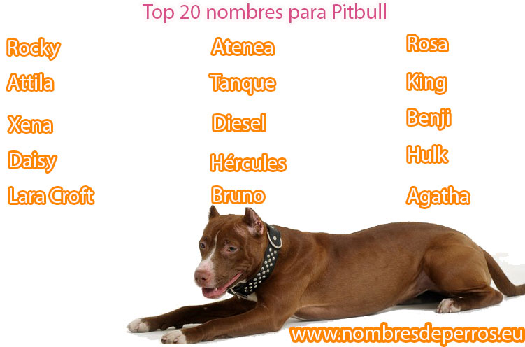 meilleurs noms pour chiens pitbull