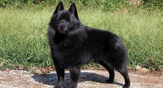 Schipperke 