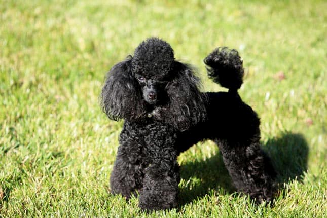 caniche toy noir