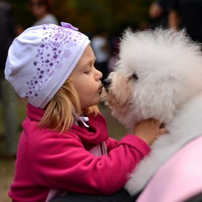 chiens aux cheveux blancs