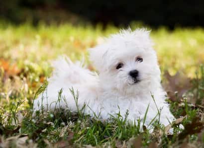 chiot maltais