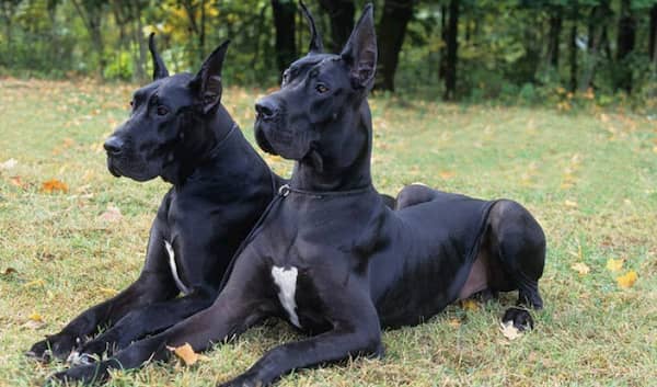 dogue-noir-femme-et-homme-noir