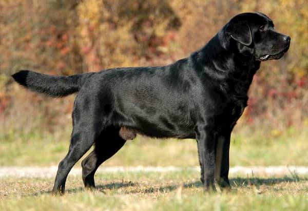 labrador-retriever-couleur-noir