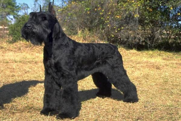 schnauzer standard TAILLE