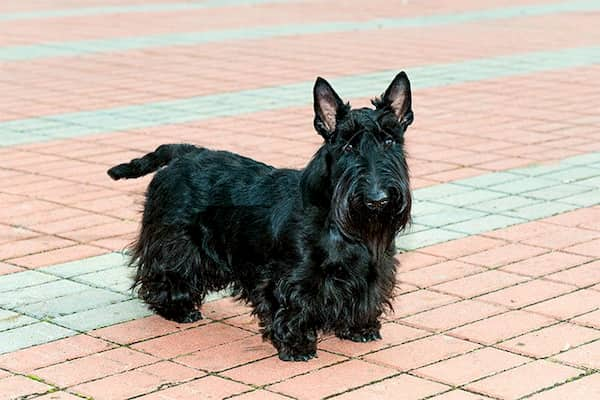 terrier écossais