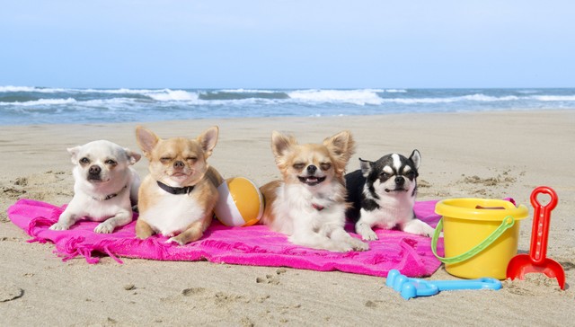 4-chiens-chihuahua-sur-la-plage