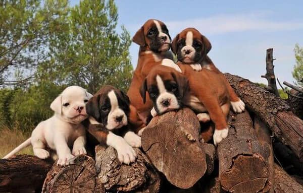 5 chiots boxer sur le terrain