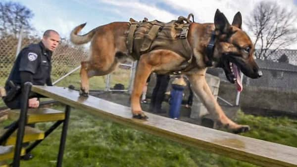 Chien-policier-faire-des-exercices-de-formation