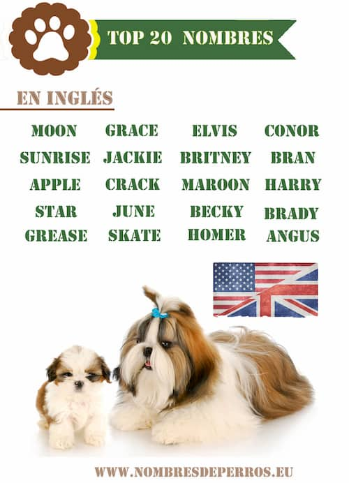 Noms anglais pour votre chiot