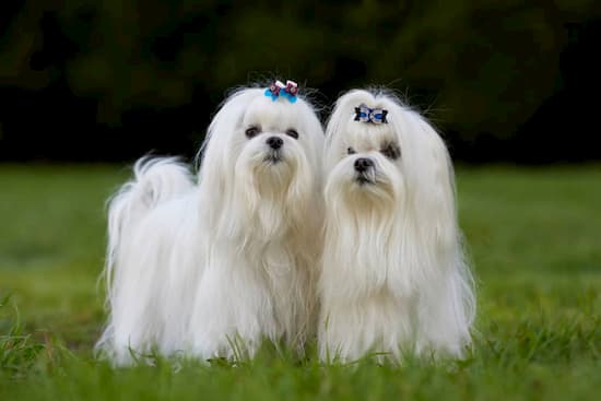 Superbes femelles bichon maltais aux cheveux blancs