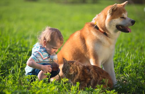 bébé avec un akita inu et son chat