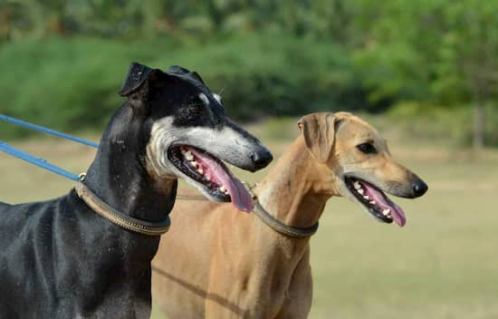 chien mâle et femelle en Inde