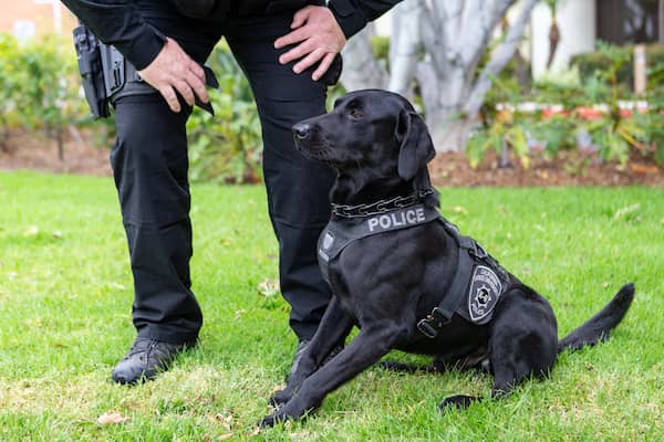 chien policier