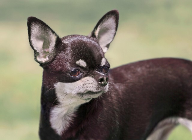 Chihuahua