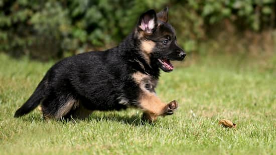 chiot-femelle-aux-cheveux-noirs