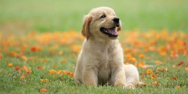 chiot golden retriever femelle