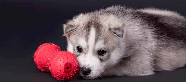 chiot husky