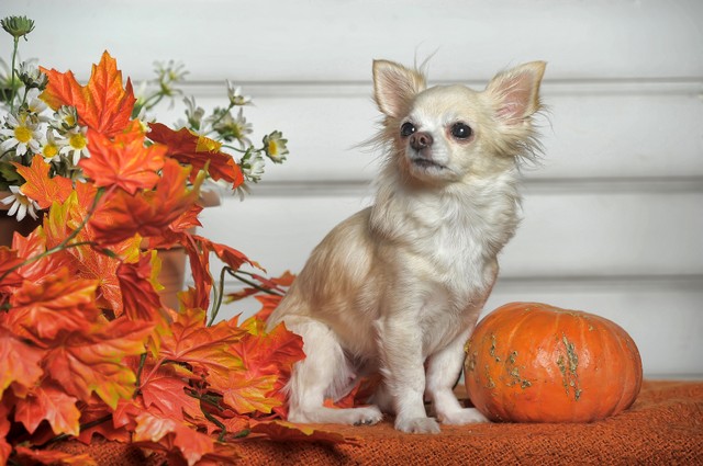 femelle chihuahua blanche et brune