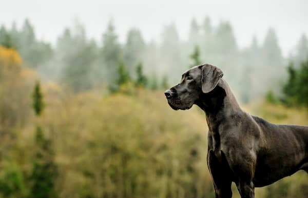 femelle-grand-dogue allemand