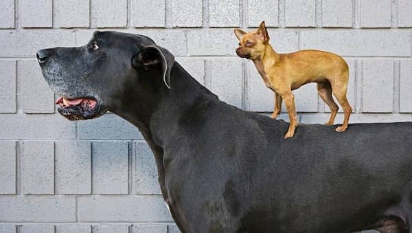 grand mâle noir avec un petit chien sur le dessus