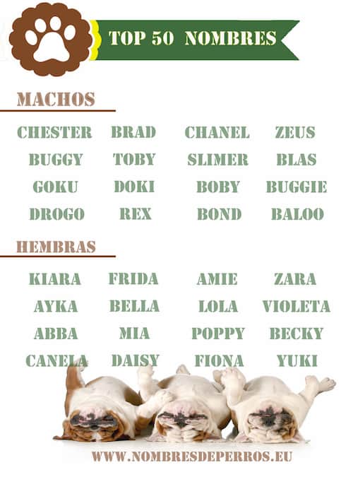 meilleurs noms pour chiens en 2021
