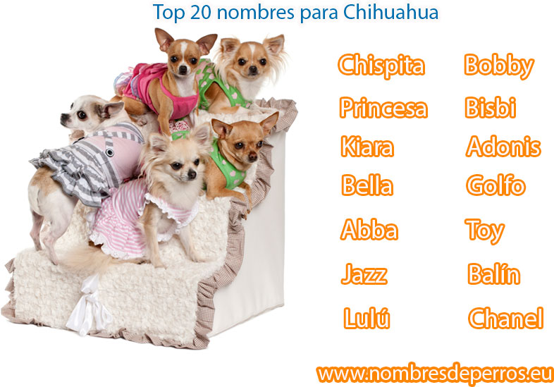 meilleurs noms pour les chiens chihuahua