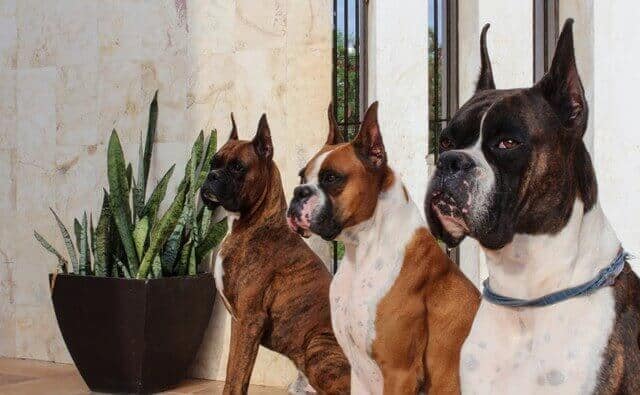 noms pour chiens boxer adultes