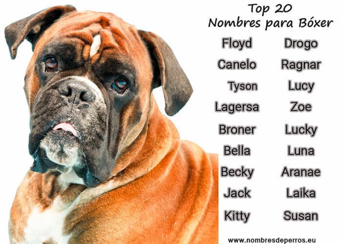 noms pour chiens boxer