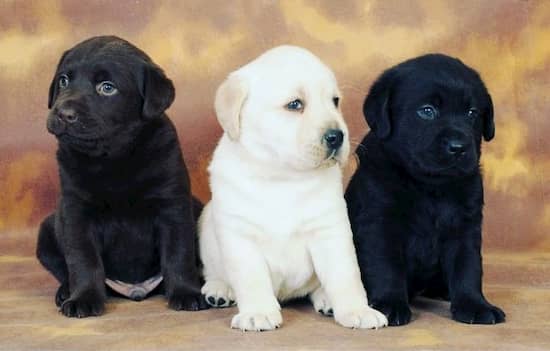 trois-chiens-indiens-noir-et-blanc 