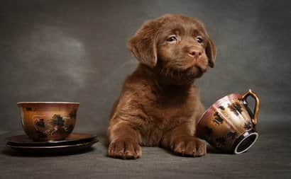 Chiot Labrador Retriever chocolat