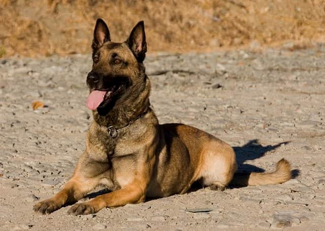 berger malinois couché 