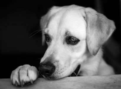 femelle labrador retriever