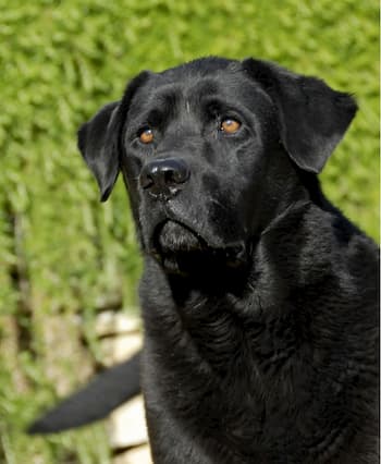 labrador noir avec 3 ans