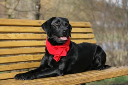 labrador noir couché 