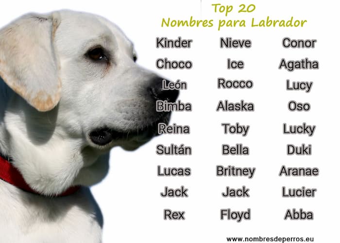 meilleurs noms pour les labradors