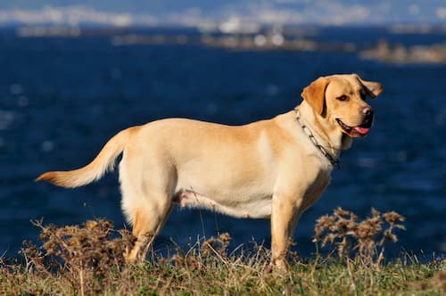 noms pour les labradors adultes