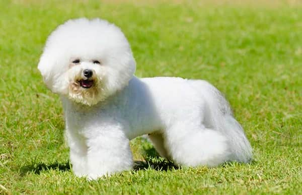 bichon-frisé