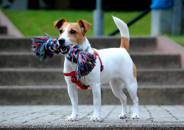 jack russell terrier