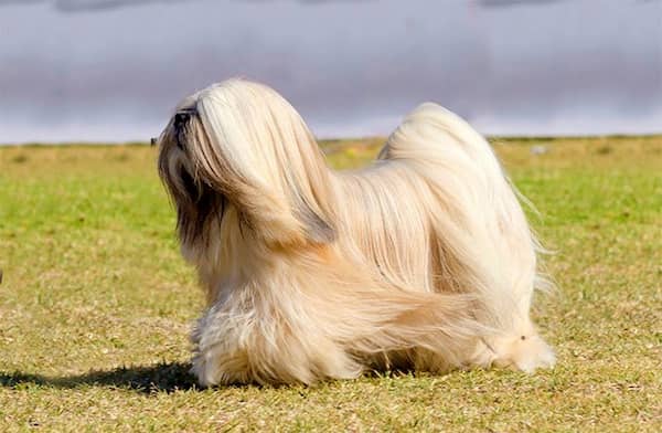 mâle-de-lhassa-apso