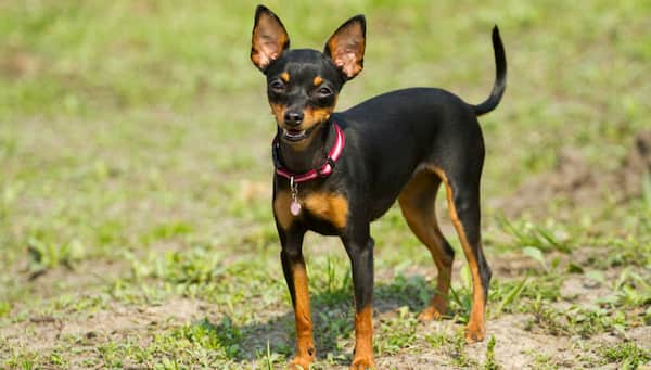 mini-pinscher