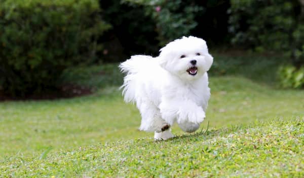 petit-chien-bichon-maltais