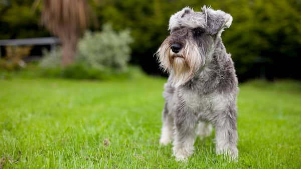 schnauzer