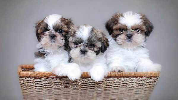 trois chiots shih-tzu