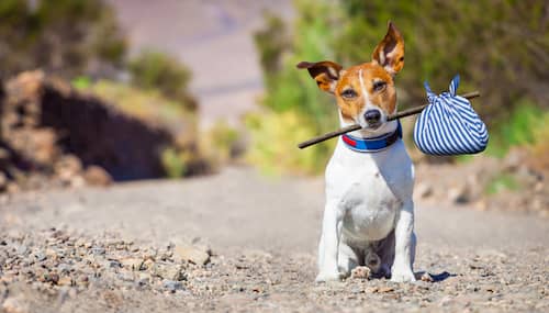 chien-brésilien-avec-un-sac