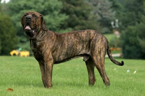 chien de race brésilienne 