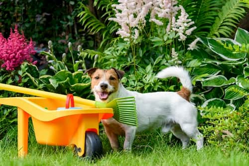 chien argentin dans le jardin