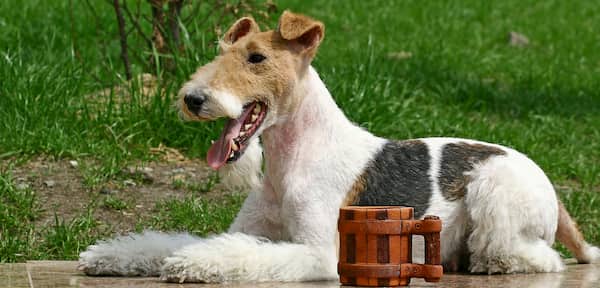 fox-terrier russe