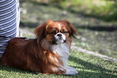 petit chien marron et blanc marron