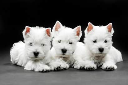 trois chiens westy blancs